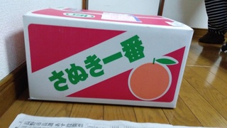 納税(みかん).jpg